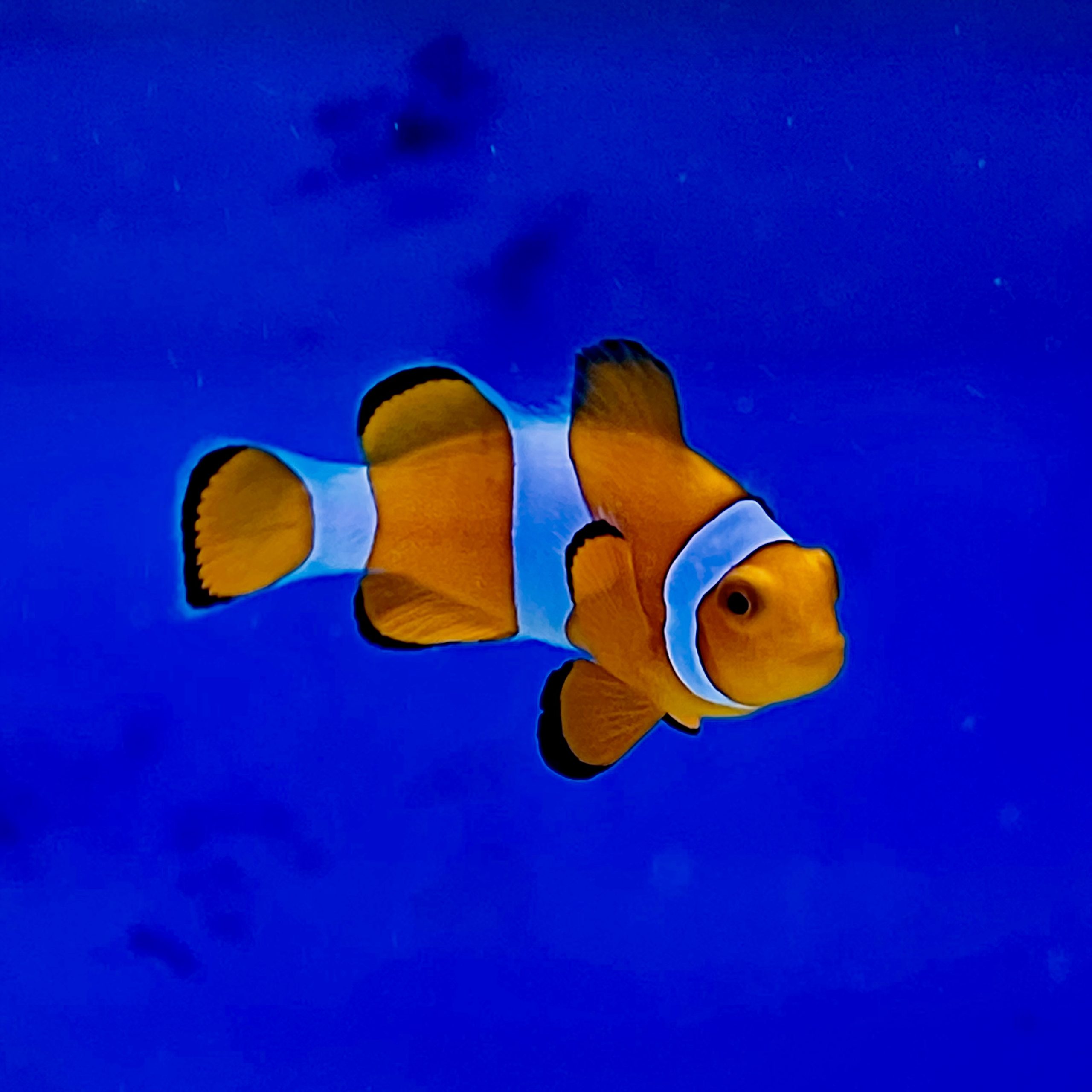 Amphiprion ocellaris